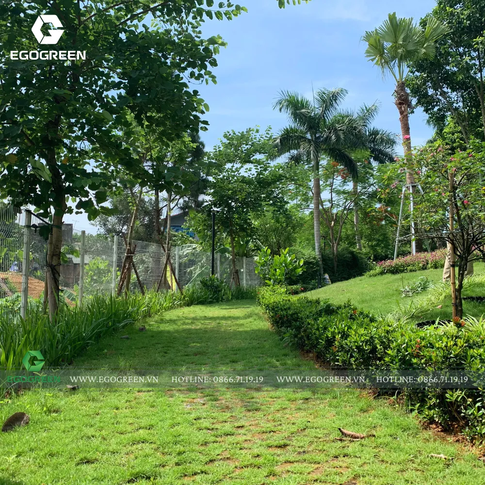 Không một khoảng đất nào bị bỏ trống, tất cả đều được phủ lớp thảm cỏ xanh mướt.